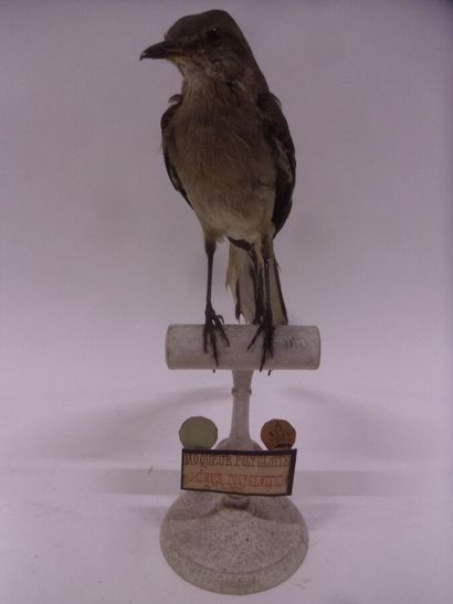 Moqueur polyglotte (Mimus polyglottos polyglottos)...