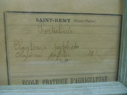 Un cadre vitré contenant une planche d'herbier...