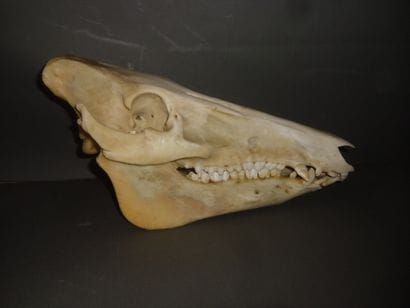 Sanglier d'Europe (Sus scrofa) (CH) : crâne...