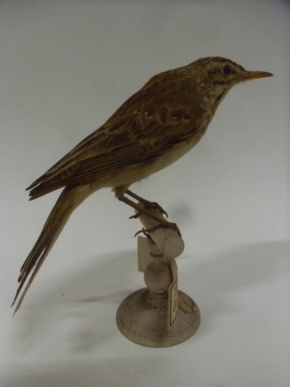 Pipit farlouse ou Pipit des prés (Anthus...