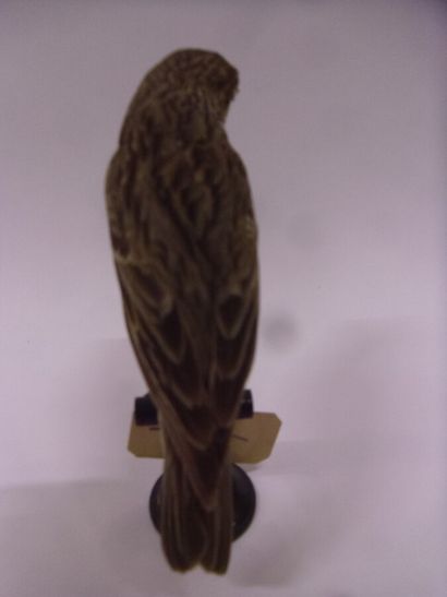 Bruant proyer (Emberiza calandra) (CE) :...