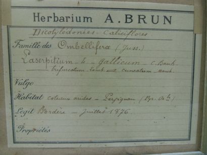 Un cadre vitré contenant une planche d'herbier...