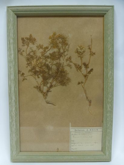 Un cadre vitré contenant une planche d'herbier...