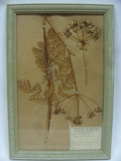 Un cadre vitré contenant une planche d'herbier...