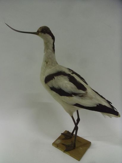 Avocette élégante (Recurvirostra avosetta)...