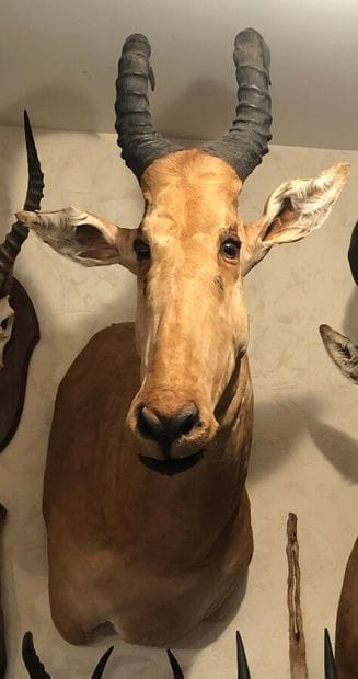 Bubale major (Alcelaphus buselaphus major)...