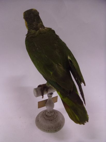 Amazone à face jaune (Alipiopsitta xanthops)...