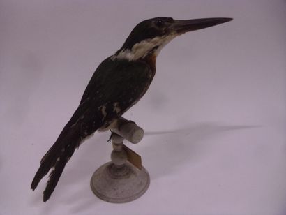 Martin-pêcheur vert (Chloroceryle americana)...