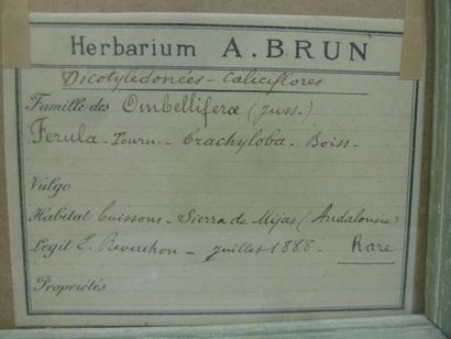 Un cadre vitré contenant une planche d'herbier...