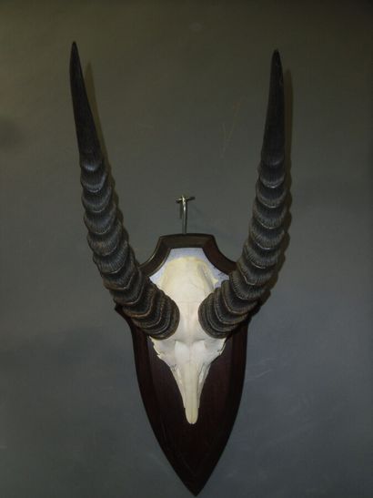 Cobe de Buffon (Kobus kob) (CH) : massacre...
