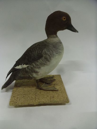 Garrot à oeil d'or (Bucephala clangula) (CH)...