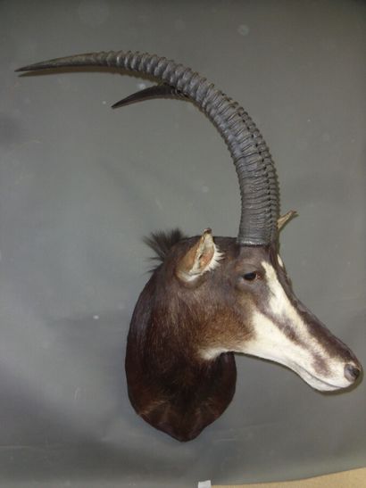 Hippotrague noir (Hippotragus niger) (CH)...