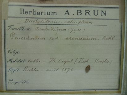 Un cadre vitré contenant une planche d'herbier...