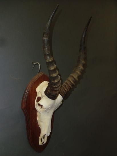 Blesbok (Damaliscus pygargus) (CH) : massacre...