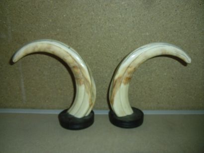 Phacochère d'Afrique (Phacochoerus aethiopicus)...