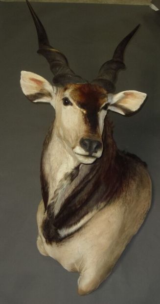 Elan de Derby (Taurotragus derbianus) (CH)...
