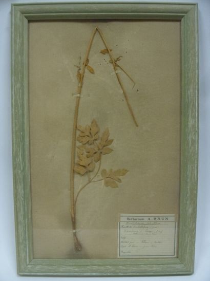 Un cadre vitré contenant une planche d'herbier...