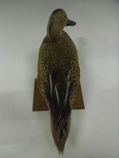 Canard spatule (Spatula platalea) (CH) :...