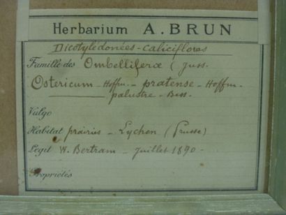 Un cadre vitré contenant une planche d'herbier...