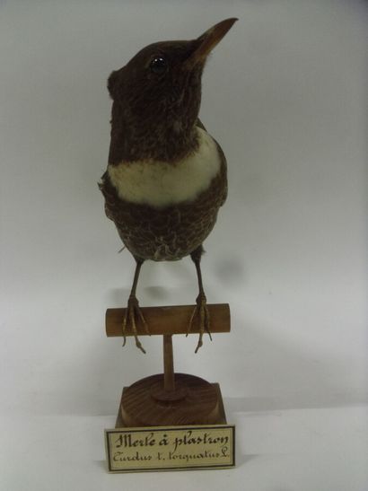 Merle à plastron (Turdus torquatus) (CE)...