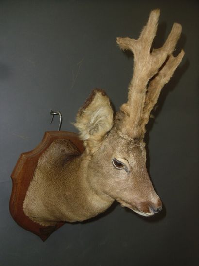 Chevreuil d'Europe (Capreolus capreolus)...