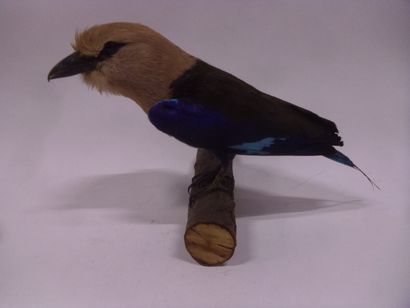 Rollier à ventre bleu (Coracias cyanogaster)...