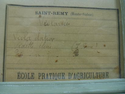 Un cadre vitré contenant une planche d'herbier...