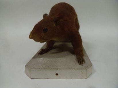 Ecureuil roux (Sciurus vulgaris) (CE) : spécimen...
