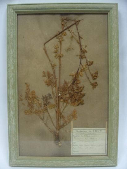 Un cadre vitré contenant une planche d'herbier...