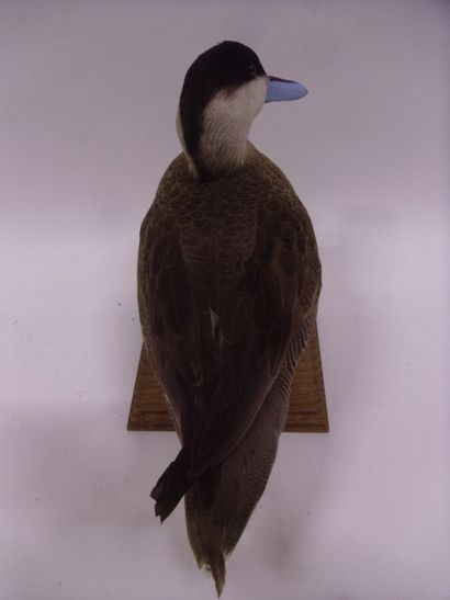 Sarcelle bariolée (Spatula versicolor) (NR)...