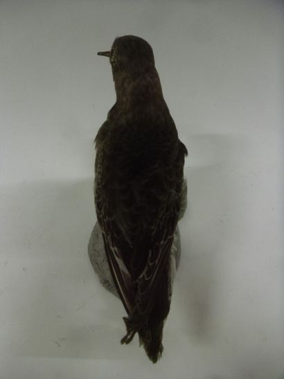 Bécasseau violet (Calidris maritima) (CE)...