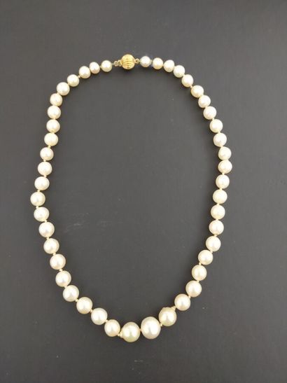 Necklace of pearls of culture in fall

Gold...