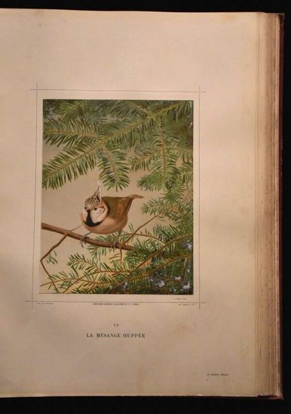 MULSANT (E.) et Édouard VERREAUX. Histoire...