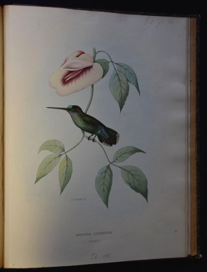 MULSANT (E.) et Édouard VERREAUX. Histoire...