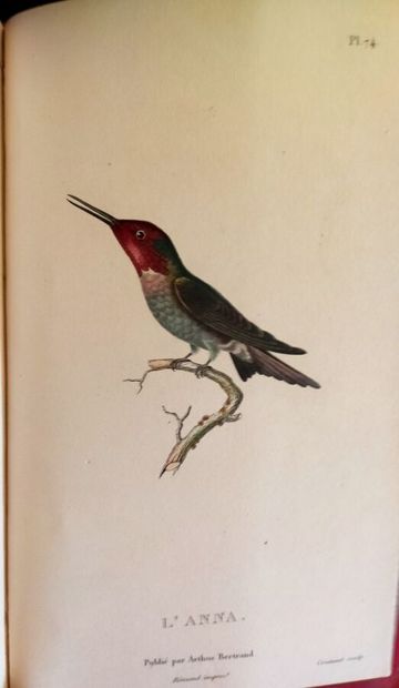 LESSON (René-Primevère). Histoire naturelle...