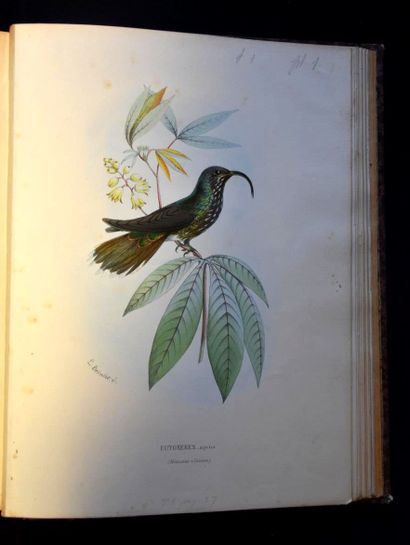 MULSANT (E.) et Édouard VERREAUX. Histoire...