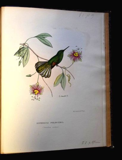 MULSANT (E.) et Édouard VERREAUX. Histoire...