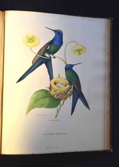 MULSANT (E.) et Édouard VERREAUX. Histoire...