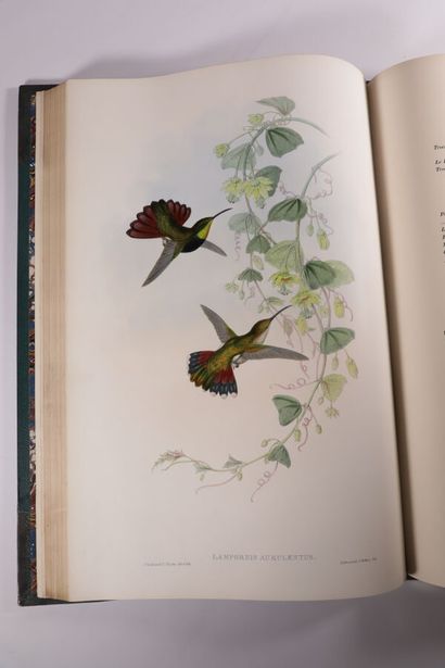 GOULD (John). A monograph of the trochilidae...