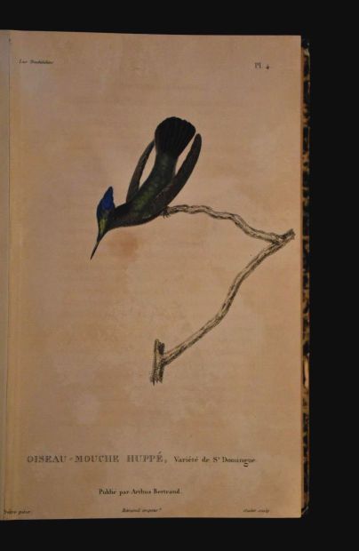 LESSON. Les Trochilidées ou Les colibris...