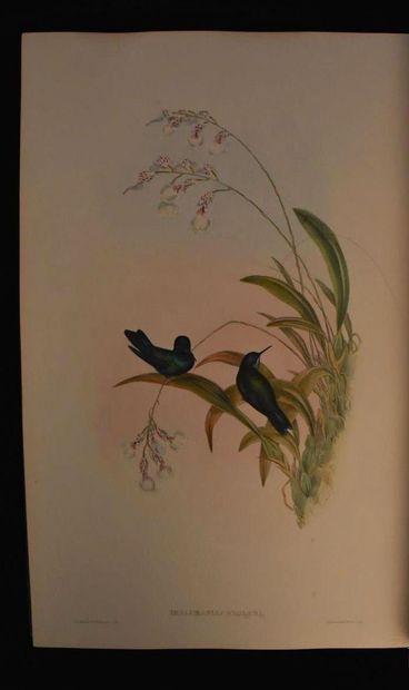 GOULD (John). A monograph of the trochilidae...
