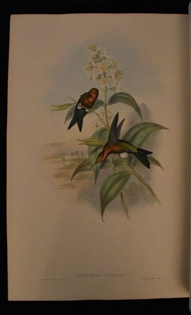 GOULD (John). A monograph of the trochilidae...