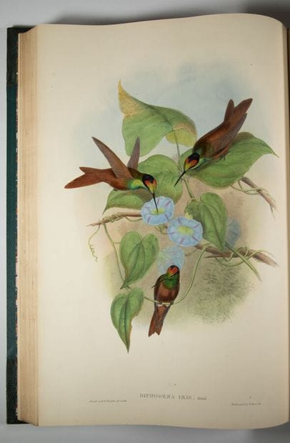 GOULD (John). A monograph of the trochilidae...