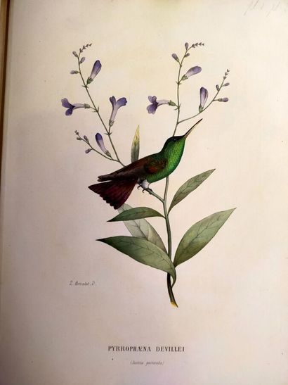 MULSANT (E.) et Édouard VERREAUX. Histoire...