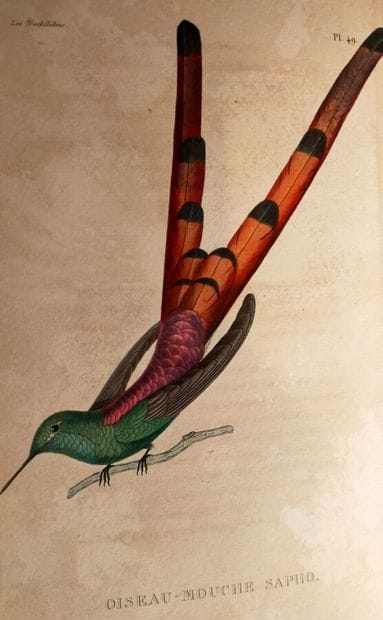 LESSON. Les Trochilidées ou Les colibris...