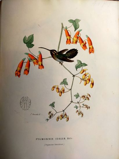 MULSANT (E.) et Édouard VERREAUX. Histoire...