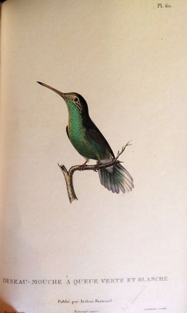 LESSON (René-Primevère). Histoire naturelle...
