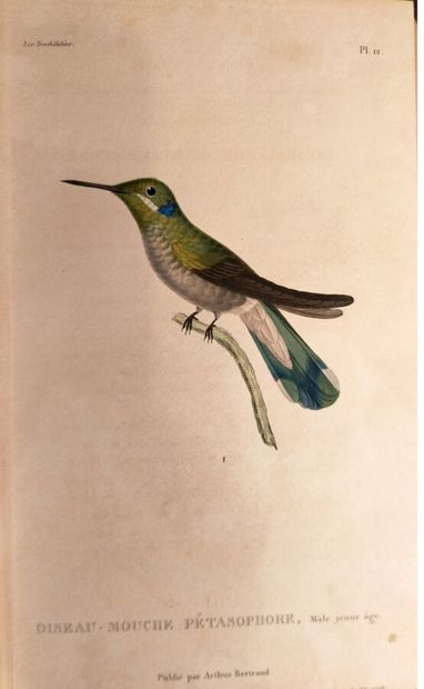LESSON. Les Trochilidées ou Les colibris...