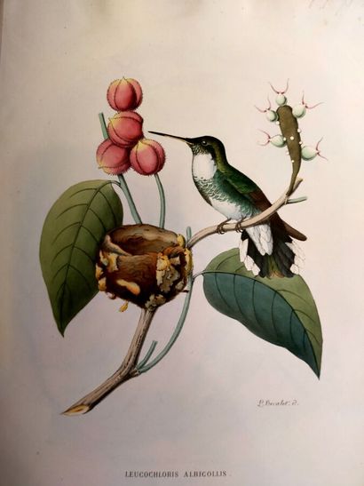 MULSANT (E.) et Édouard VERREAUX. Histoire...