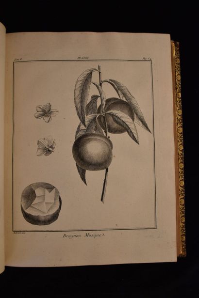 DUHAMEL DE MONCEAU (Henri-Louis). Traité...